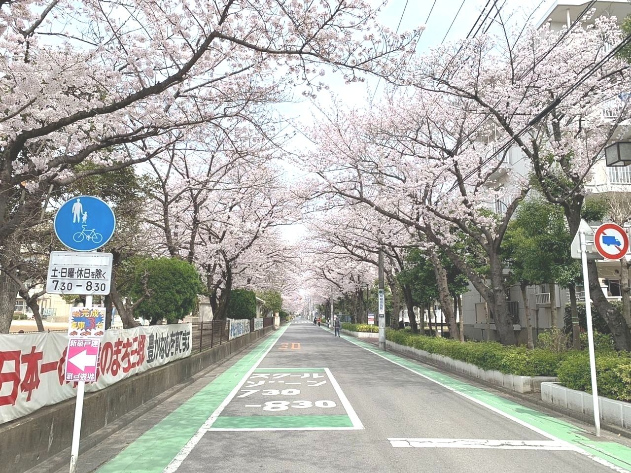 もうすぐ桜の季節ですね！～三郷市の桜オススメスポット！～（去年のブログを再投稿）