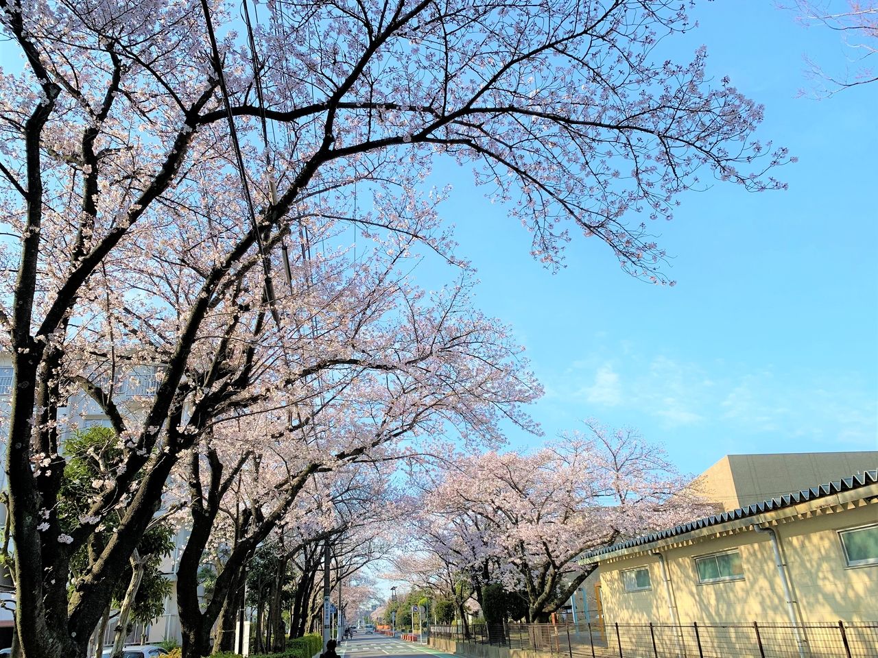 もう桜が満開ですね！丹後小学校の前の通りがとてもきれいです♪