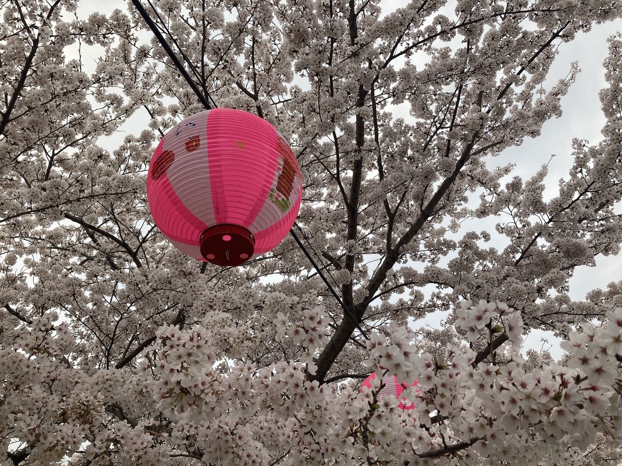 【日報ブログはじめました】～10回目～三郷市の桜オススメスポット！