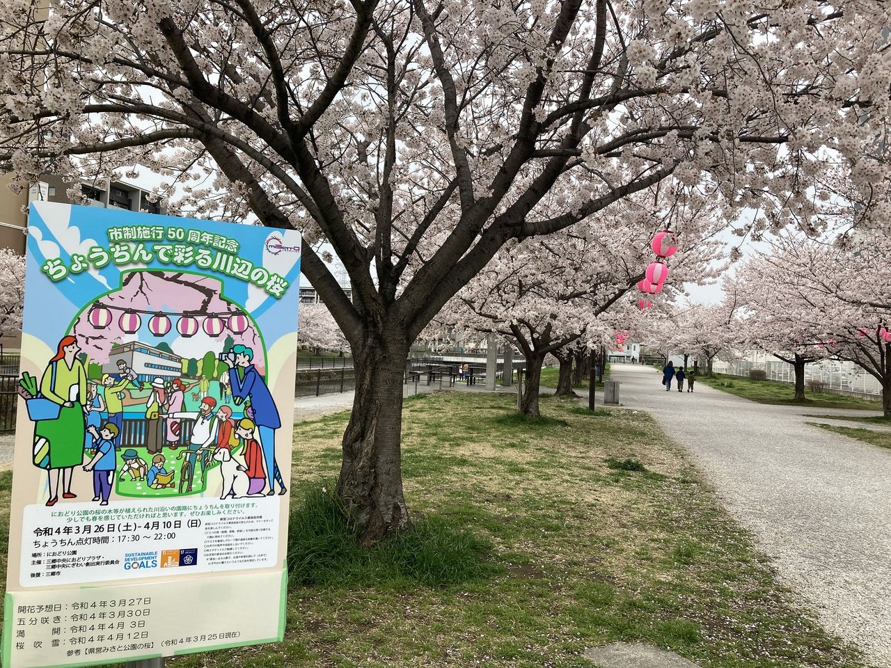 【日報ブログはじめました】～10回目～三郷市の桜オススメスポット！